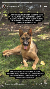 perro kel calderon